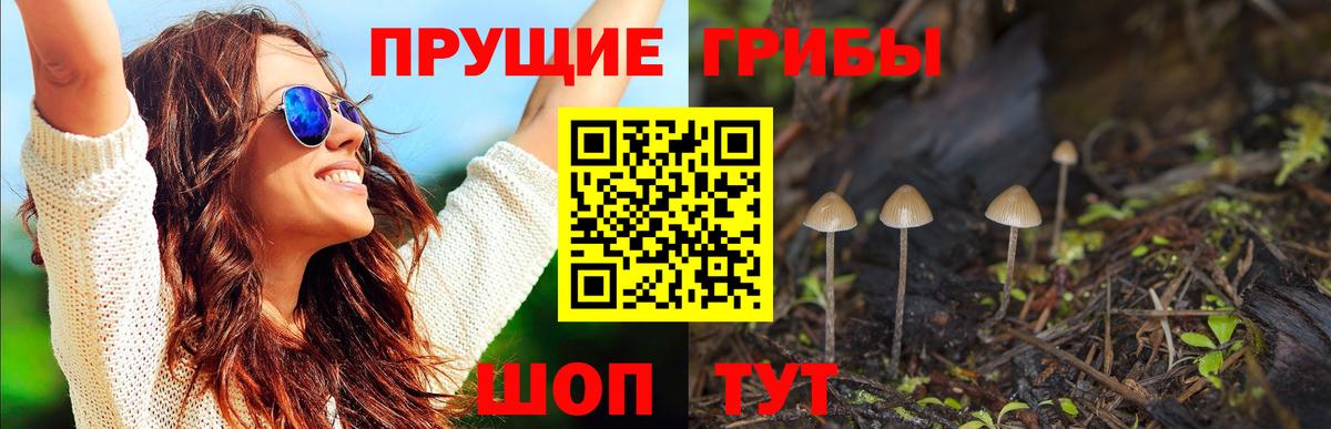 Галлюциногенные грибы Psilocybine cubensis  Вход с VPN  где купить наркоту  Лесной 